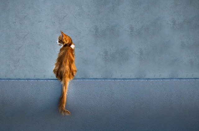 죽은 고양이 꿈 해몽(무료 꿈 해몽 풀이)