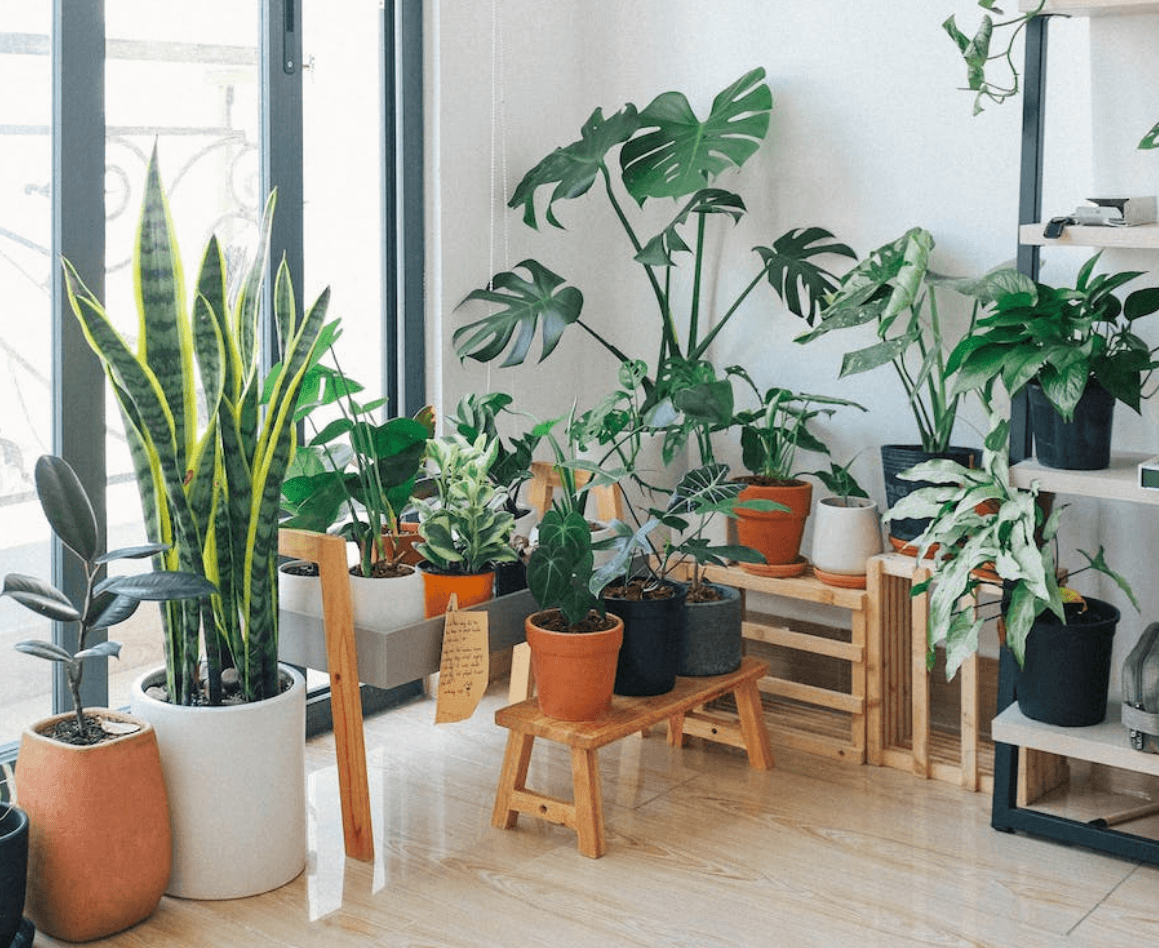 몬스테라 식물 키우기 관리 방법