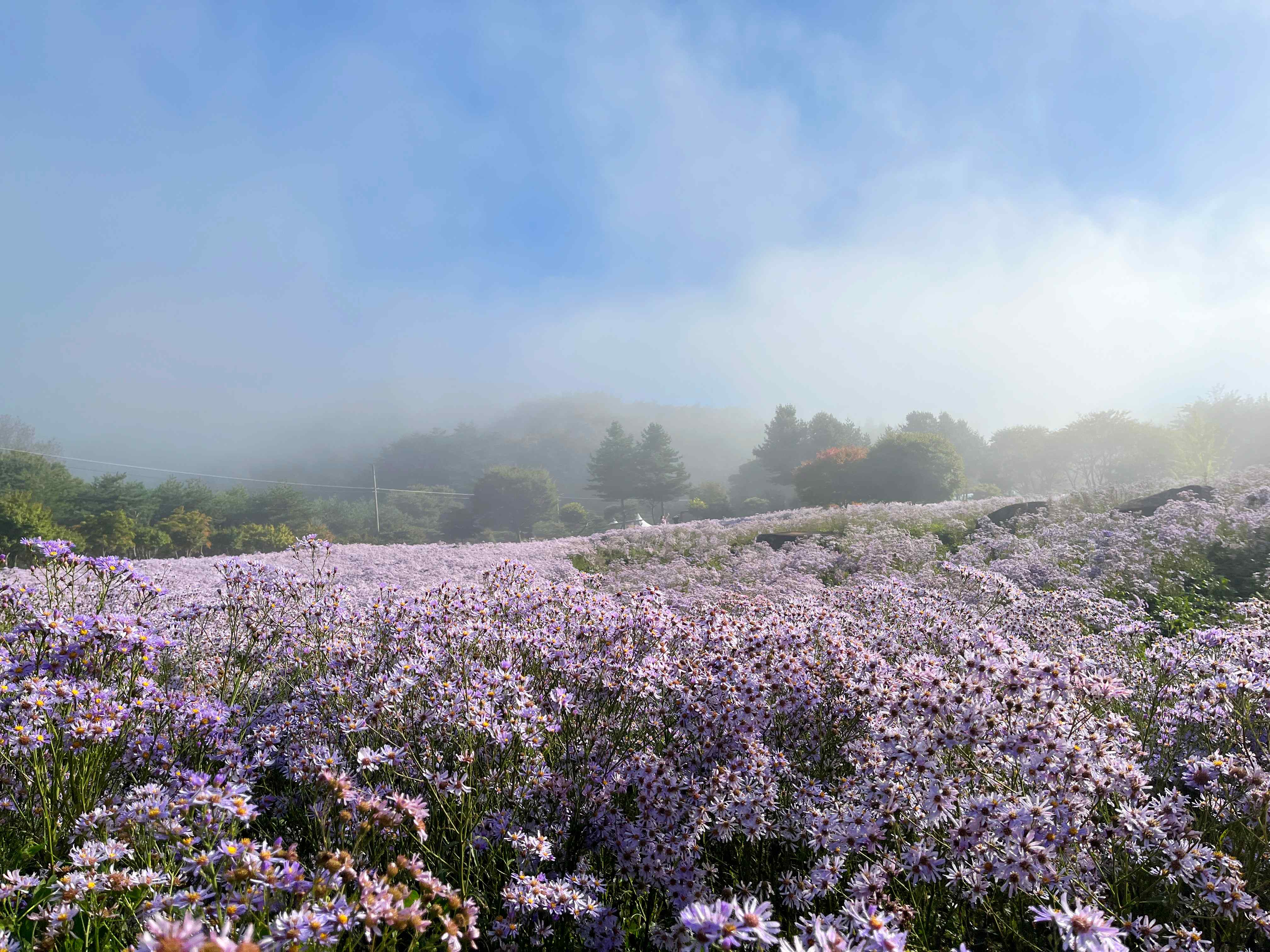 문경 문희농원 개미취