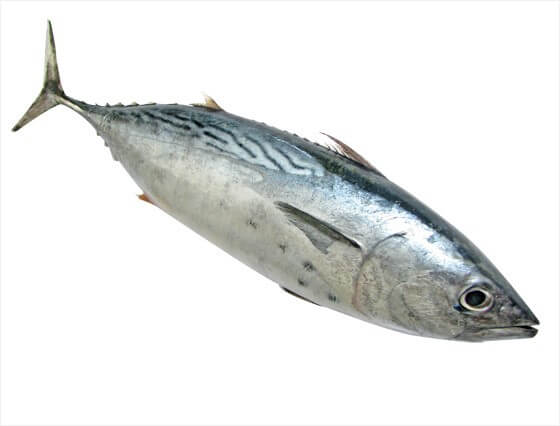 등푸른 생선 고등어