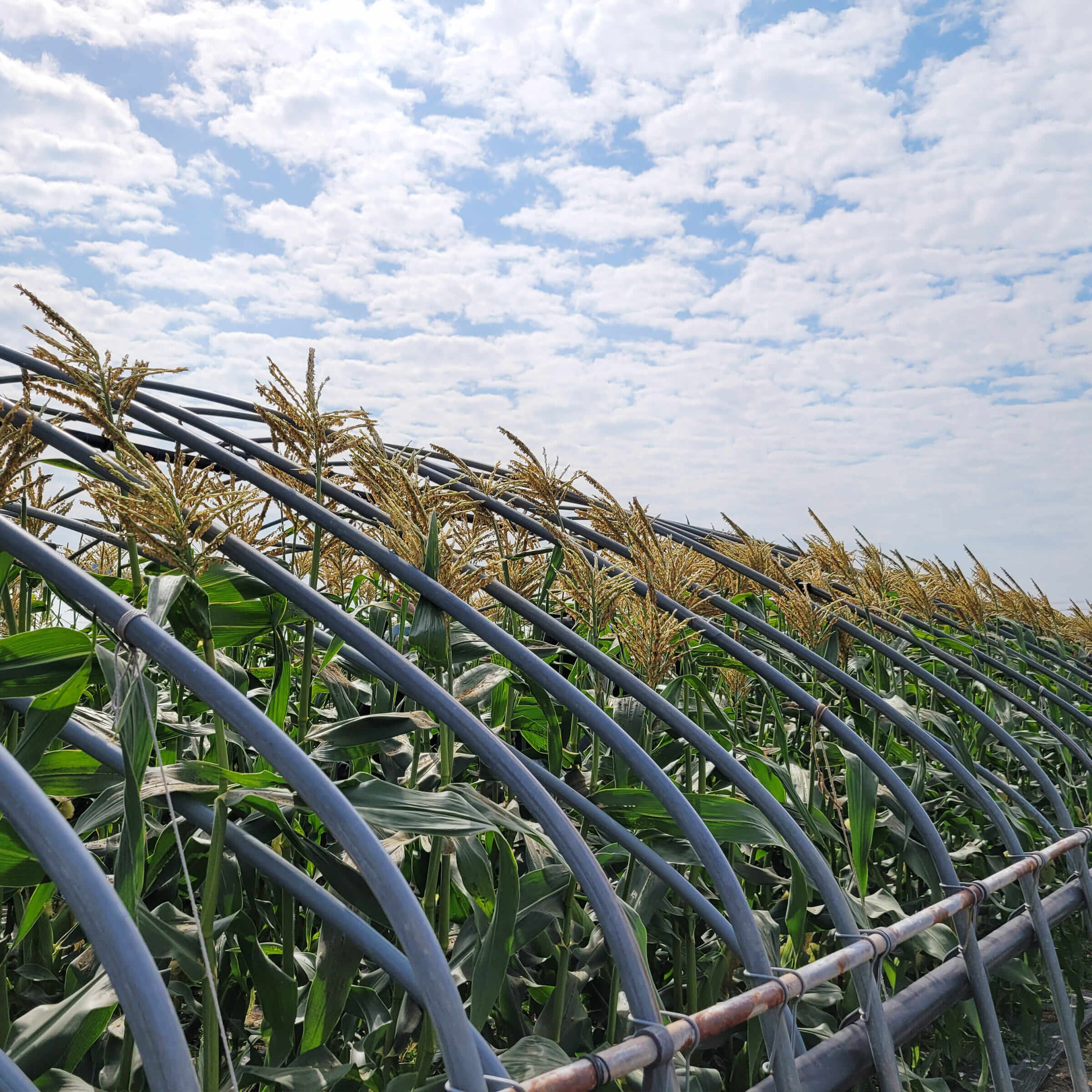 오늘N 가족이뭐길래 경남 밀양 혈당케어 건강쌀 브랜드 초당옥수수 수미감 농부로 주문방법 오늘N 2495회