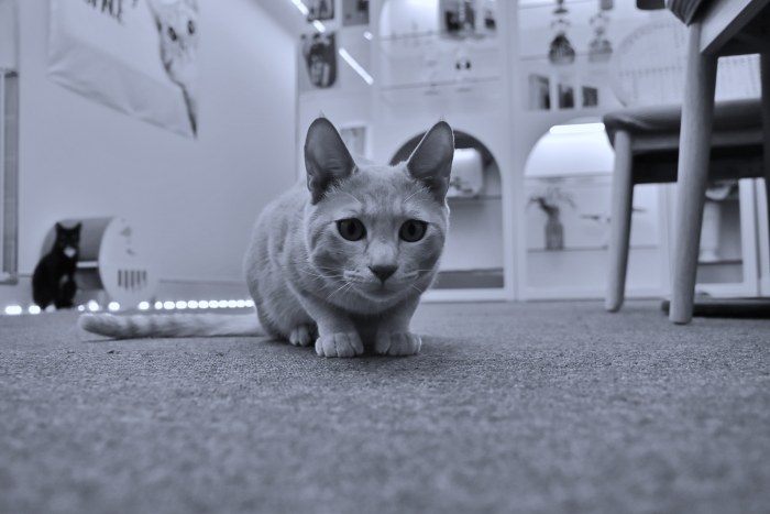 수영동 디저트 카페 스윗트롤 고양이 라떼