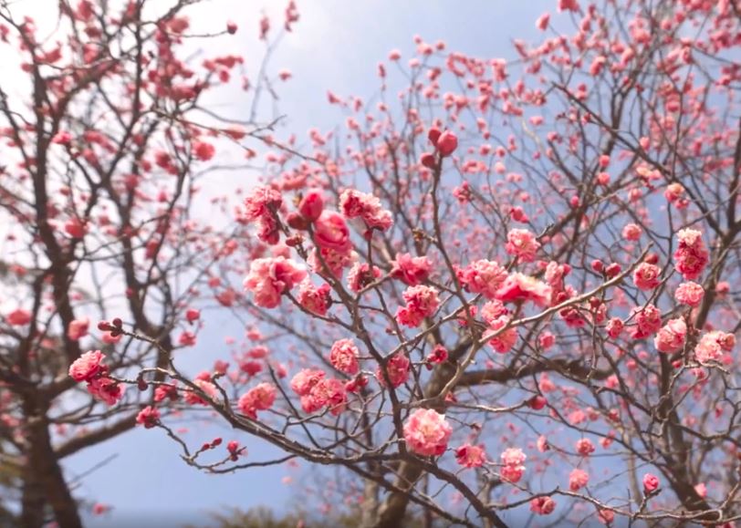 대연동 수목원