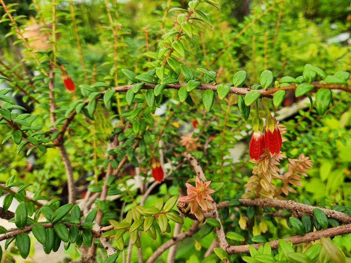 인디언귀걸이(히말라야등불)