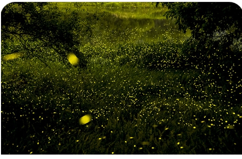 [5월 축제]2025 괴산빨간맛페스티벌❘사전 예약 이벤트, 프로그램, 예약 및 참여 방법