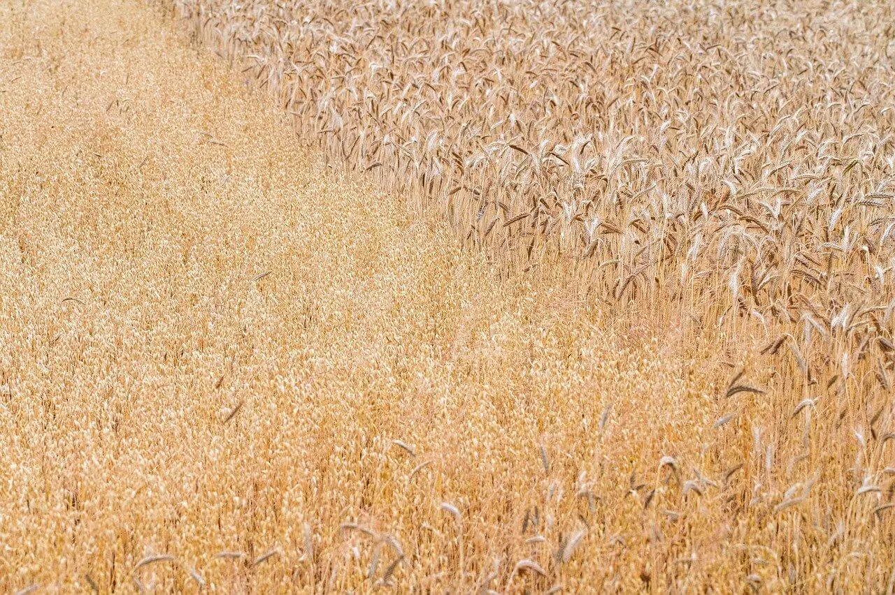 근권 미생물의 생리학적 역할과 현대 농학적 활용 방향