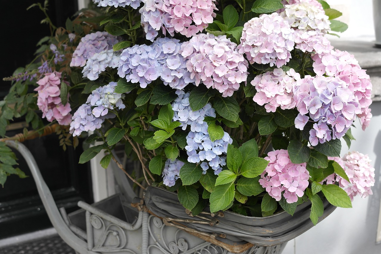 제주 수국 축제