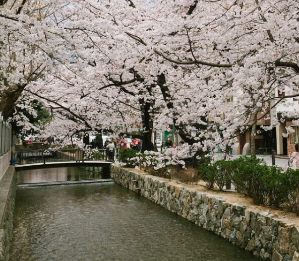 오사카, 도쿄 벚꽃 명소
