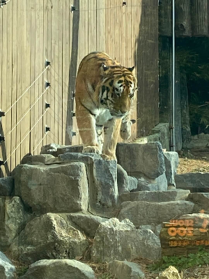 서울대공원 맹수사 호랑이
