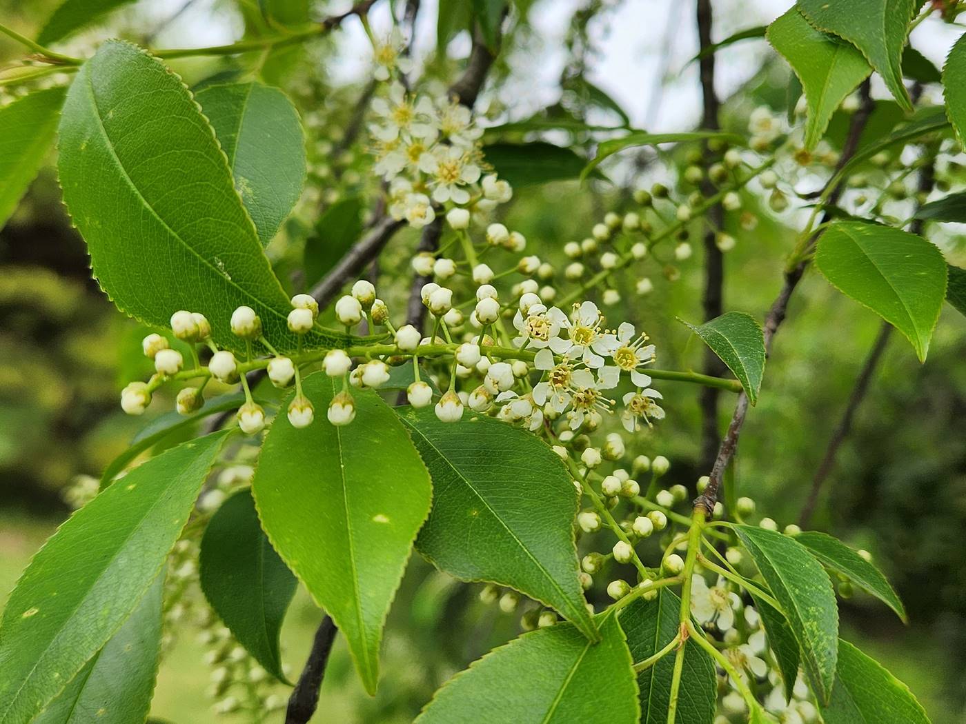 세로티나벚나무