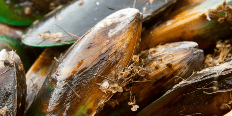 손질이 되어 있지 않은 홍합이 쌓여 있다