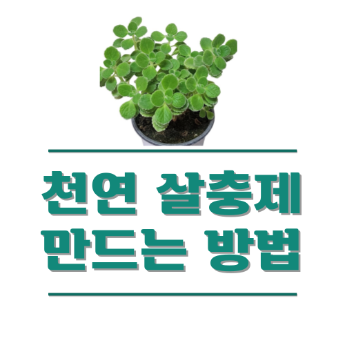 화분 화초 진딧물 퇴치 식물 천연 살충제 만드는 법