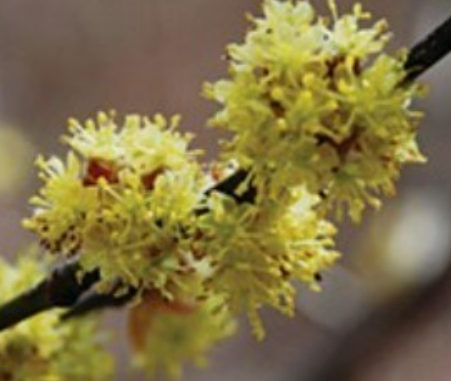 생강 심는시기 와 방법 알아보기(씨생강)