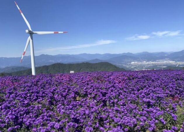 전국 가을 꽃 축제 추천 BEST