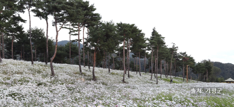 2025 자라섬 꽃 페스타 공연·입장료·주차·가는길·선박까지! 봄꽃축제 꿀팁 한눈에
