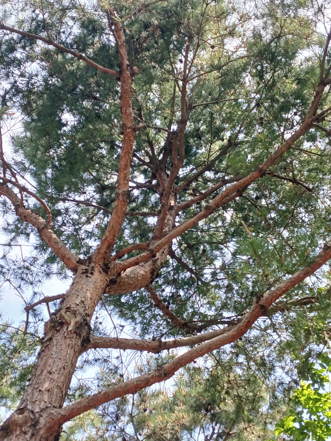 나무의사-하는일