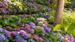 2024 화담숲 모노레일 예약방법 가을 단풍