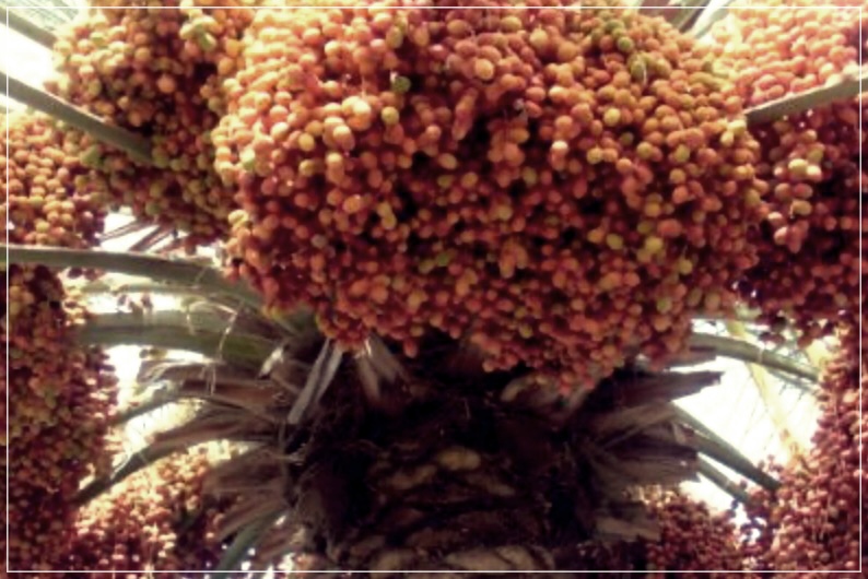 대추야자의 효능과 먹는법, 그리고 부작용에 대해