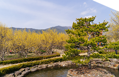 구례 산수유 꽃축제3
