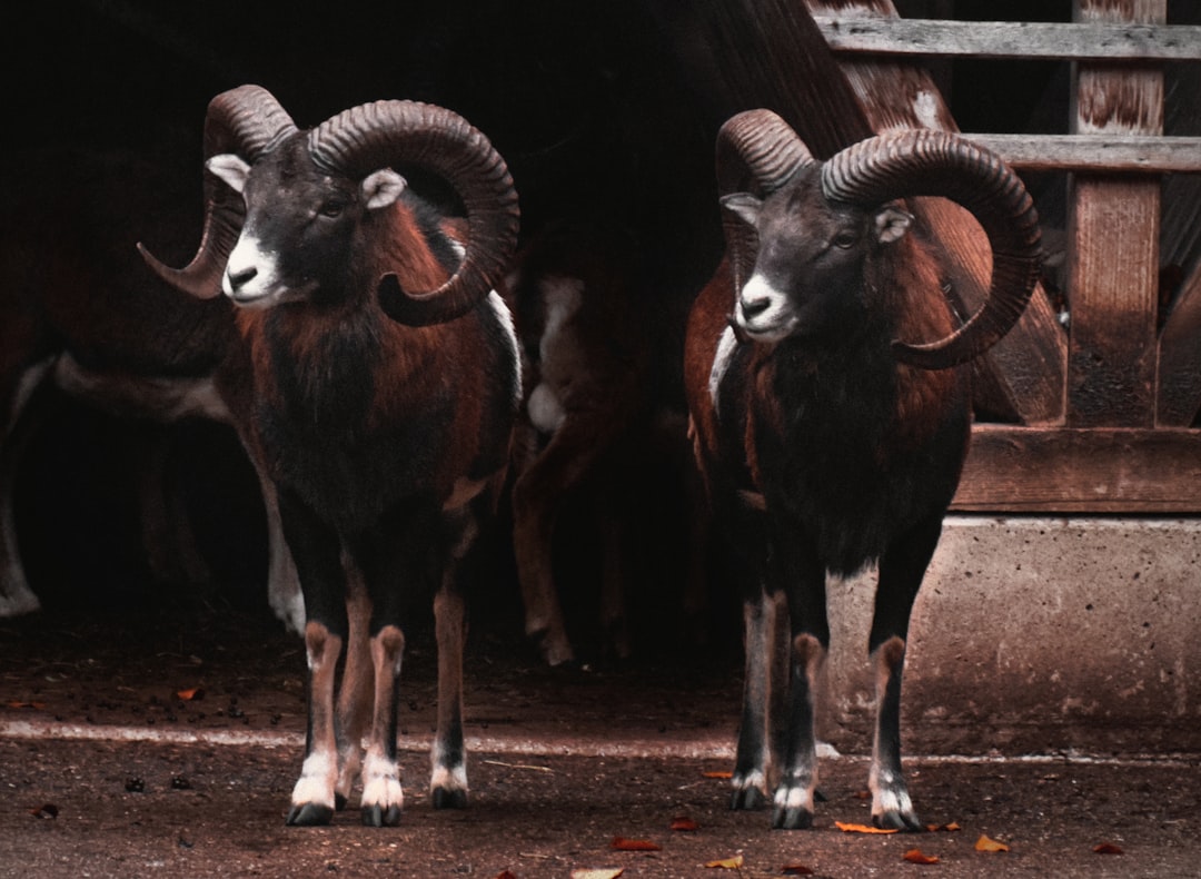 Aries