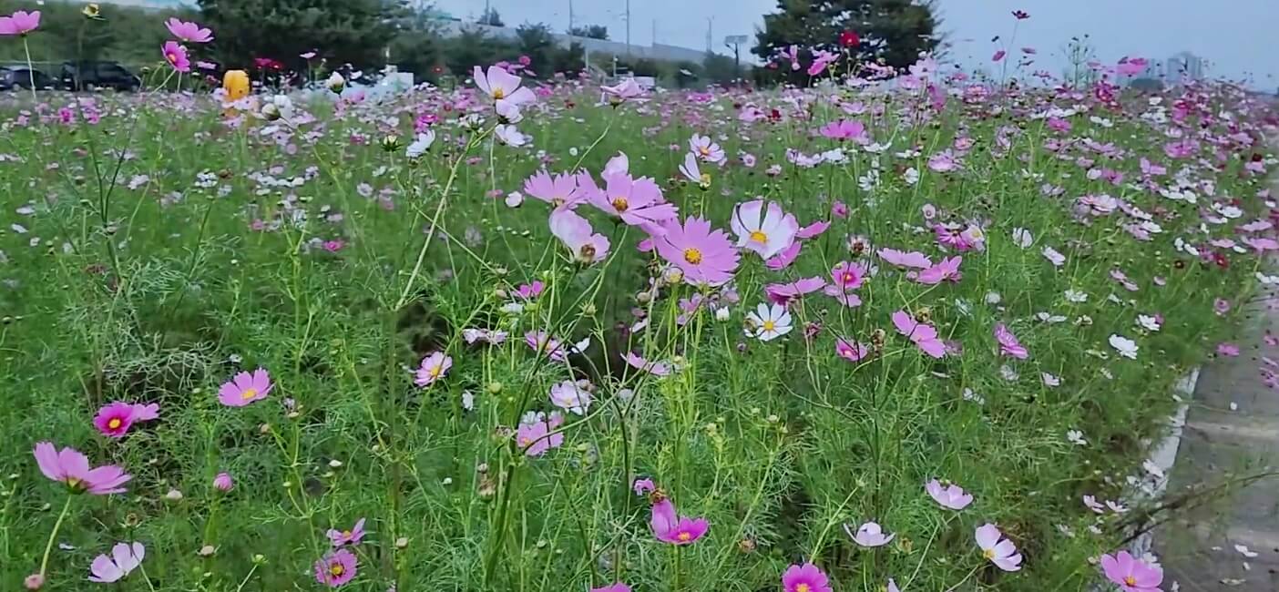 하양경관농업단지