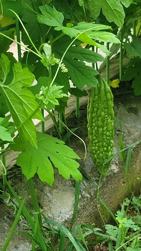 담장을 타고 초록색 울퉁불퉁한 여주가 길게 매달린 모습