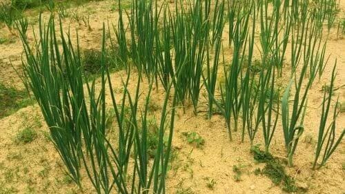 대파재배-대파-파종시기-정식시기-수확시기