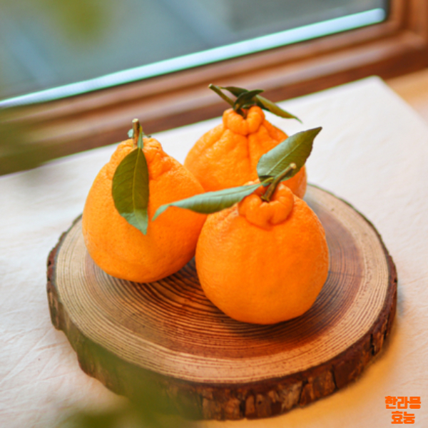 한라봉 효능│한라봉 효능 알고 드세요!