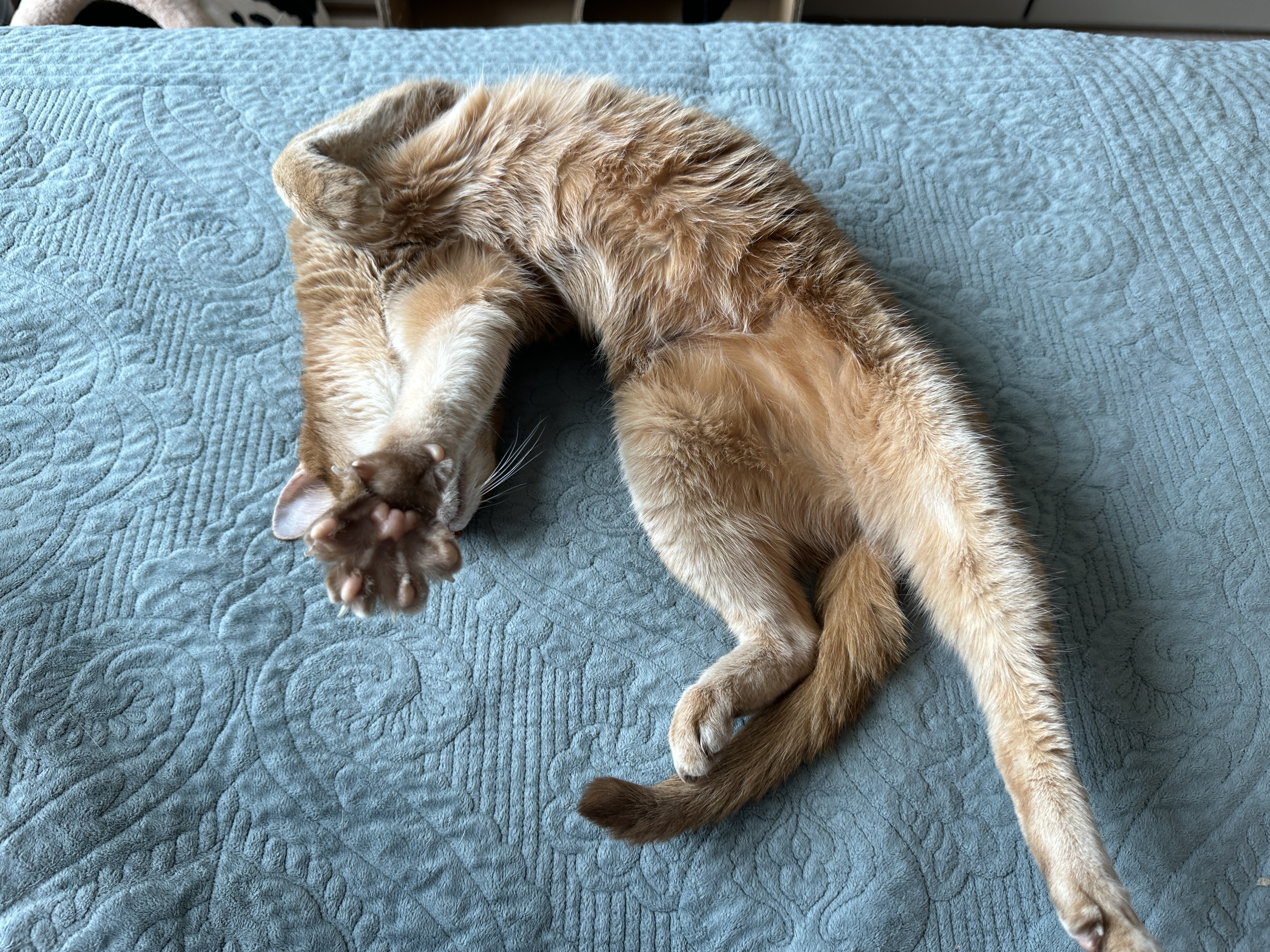 발라당_누워서_앞발_쭈욱_뻗고_발가락_젤리_쫘악~_펴고_있는-루나