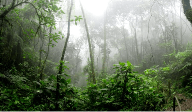 식목일 나무 무료