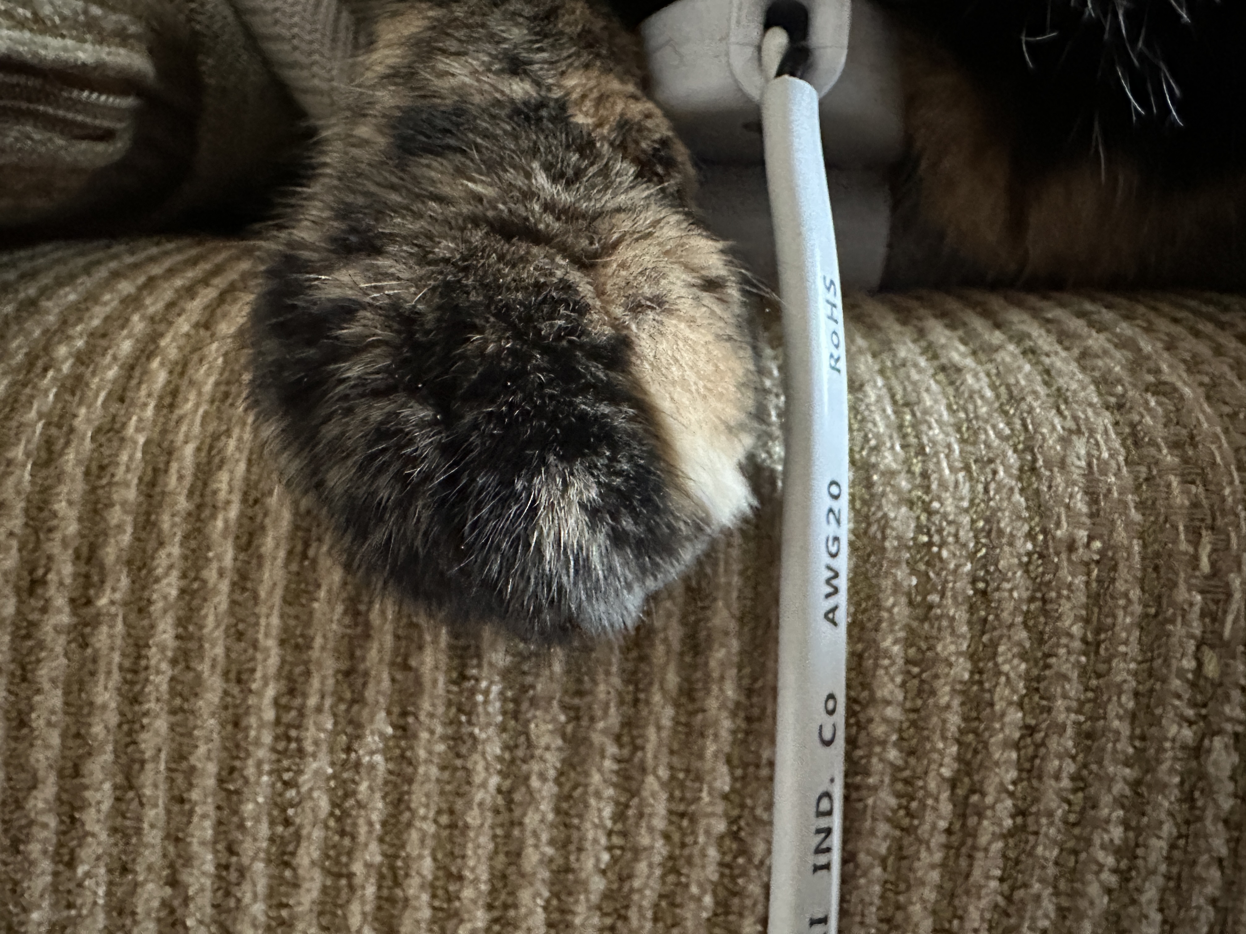 카오스_고양이_사랑이_앞발