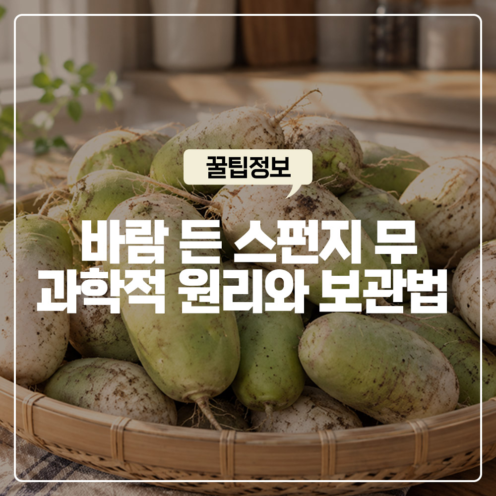 바람 든 무 먹어도 될까 스펀지처럼 변하는 과학적 원리와 완벽 보관법
