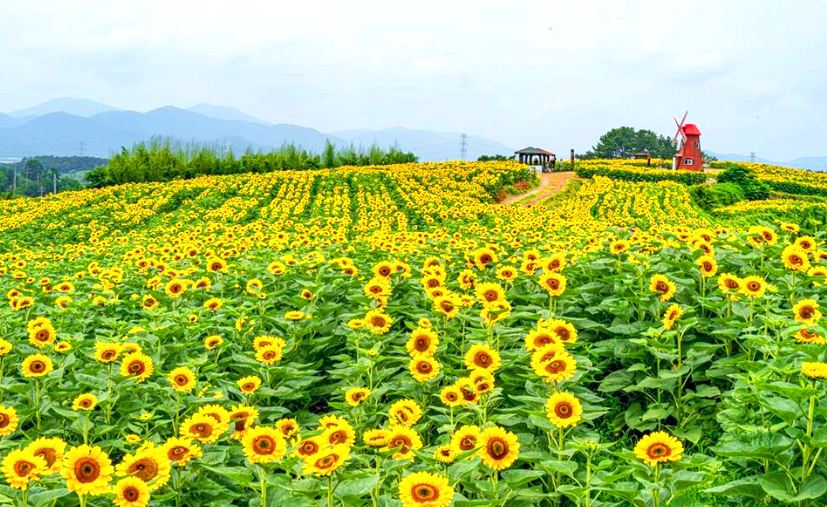 정자와 빨간 풍차, 그리고 노란 해바라기꽃