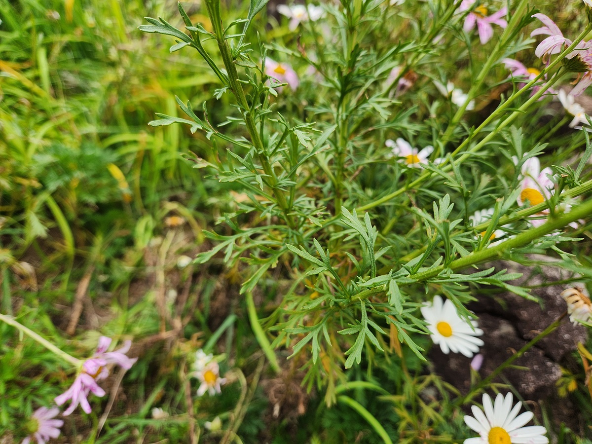 산구절초