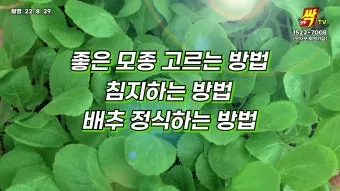 모종 고르는 법 줄기 굵기 잎색 뿌리상태 병해 흔적 확인_25