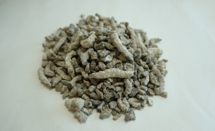 야생에서 채취를 한 백강잠을 깨끗하게 세척한 후에 건조시킨 것을 하얀 바닥 위에 수북하게 놓아두고 찍은 사진