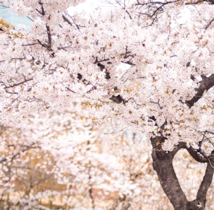 25년 벚꽃 개화시기 전국 일정