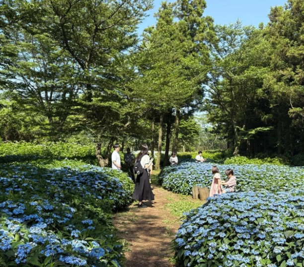 2025 보롬왓 수국정원 축제! 제주에서 만나는 수국 명소(5.30~7.13)