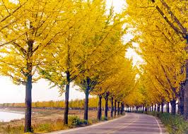 충남 은행나무 길