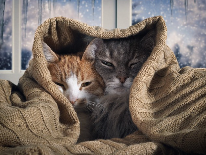 숨어있는 고양이.