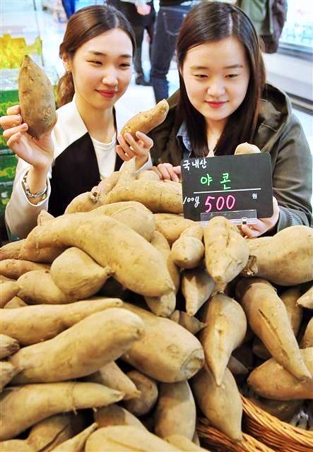 6시내고향 강원 횡성 붉은 야콘 당뇨에 좋은 땅속의 배 파는 곳 전국 택배 온라인 전화 주문 추천