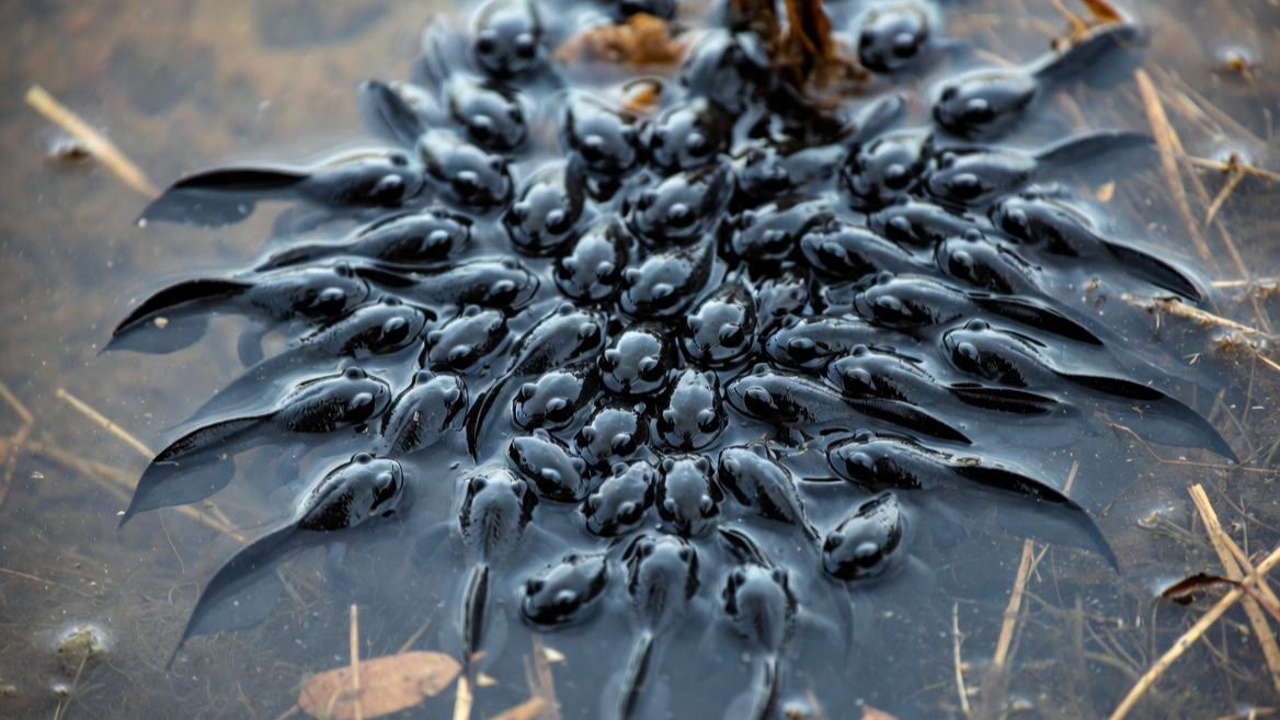 무리를 지어 이동하는 검은색 두꺼비 올챙이 군집