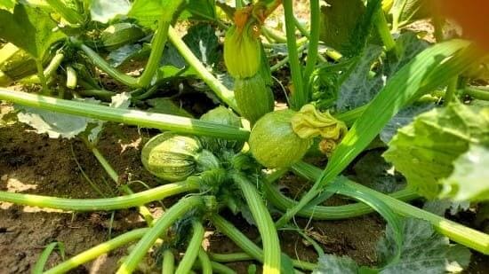 페포계-호박-둥근-쥬키니형-풋호박