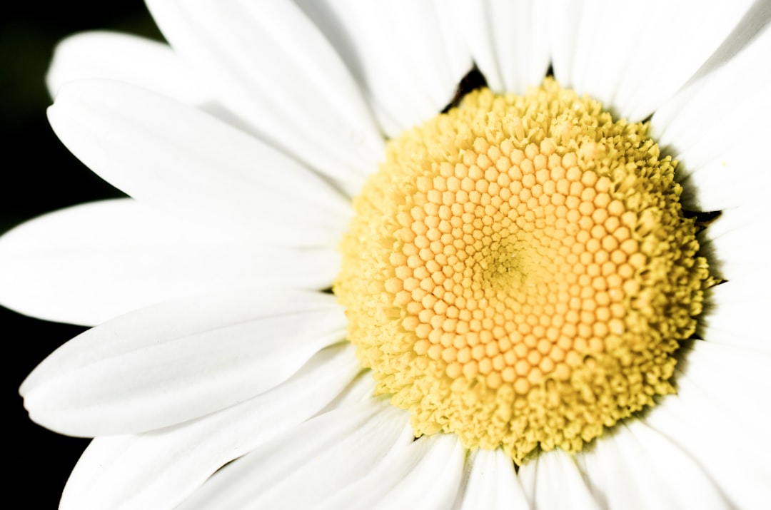 Daisy