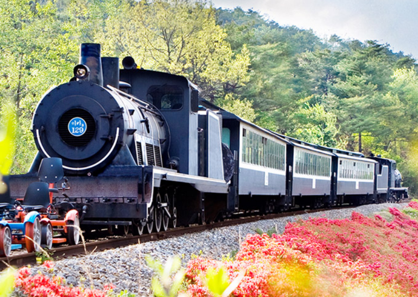 곡성 장미축제 증기기관차