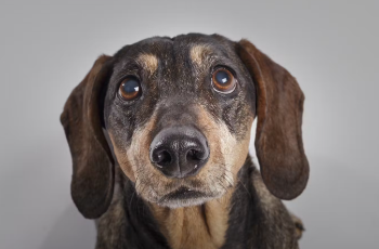 개의 콧물 양이나 색이 비정상적일 때의 대처법.