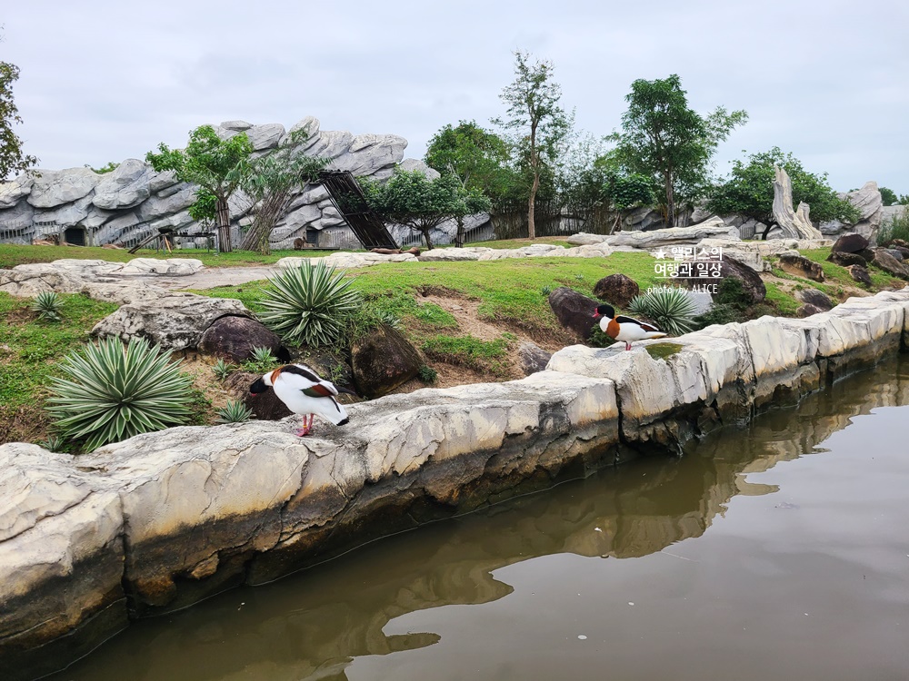 베트남 남호이안 빈원더스 사파리 후기 가격 할인입장권 예약 리버