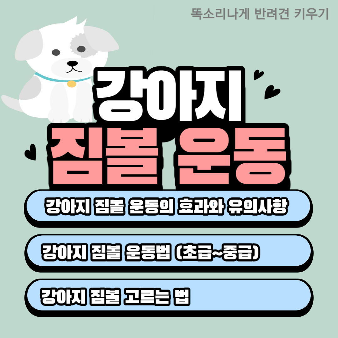 강아지 짐볼 운동