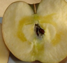 꿀사과 잘 고르는 법