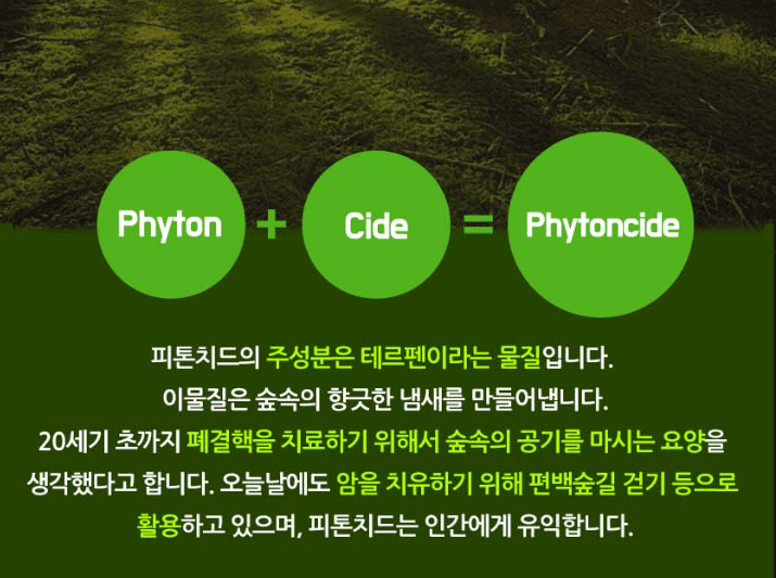 피톤치드 효과